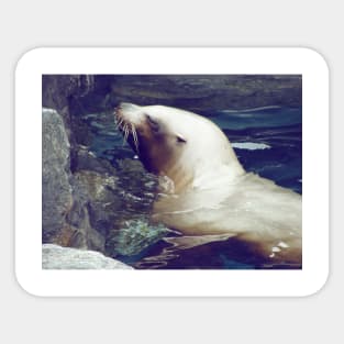 Cute Seal Sticker